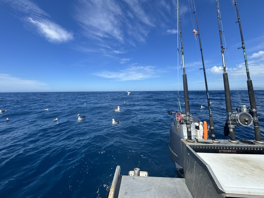 Kaikoura fishing charter albatross encounter