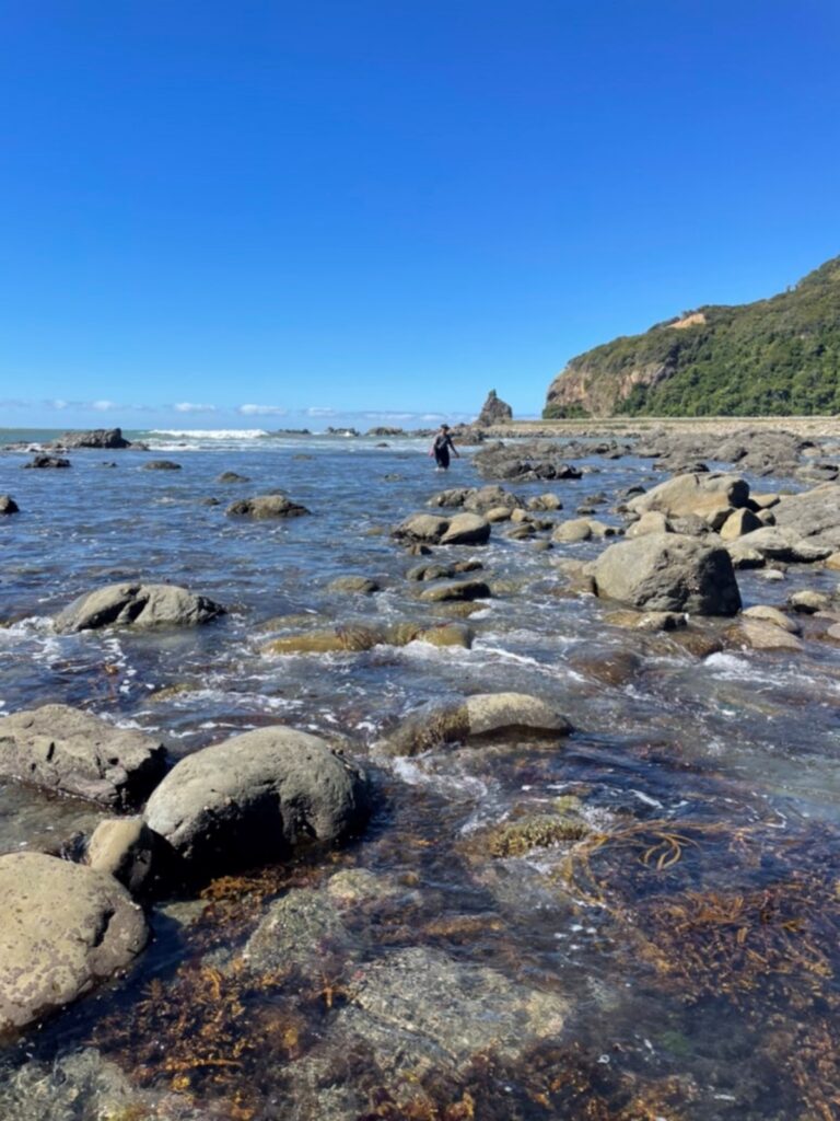 paua hunt gear