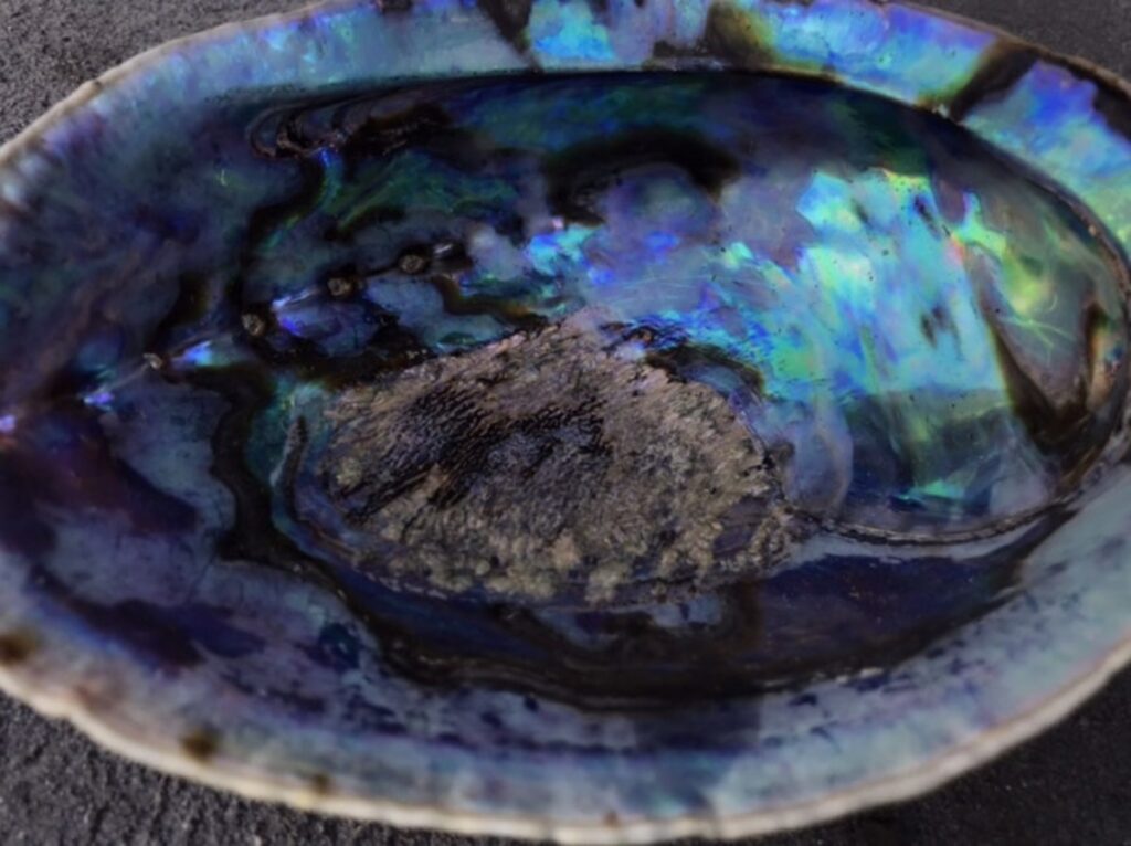 Paua Shell