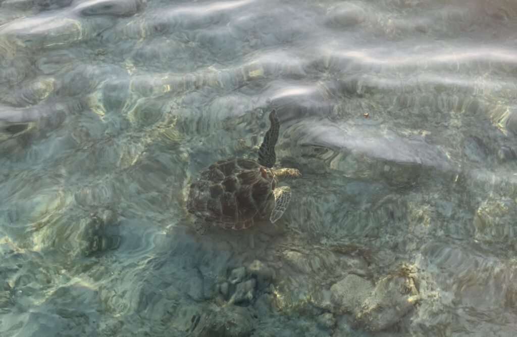 Found turtle while paddleboarding in Gili Trawangan
