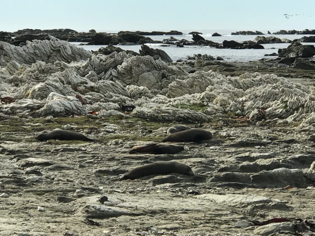 Kaikōura Seal Colony free wildlife New Zealand