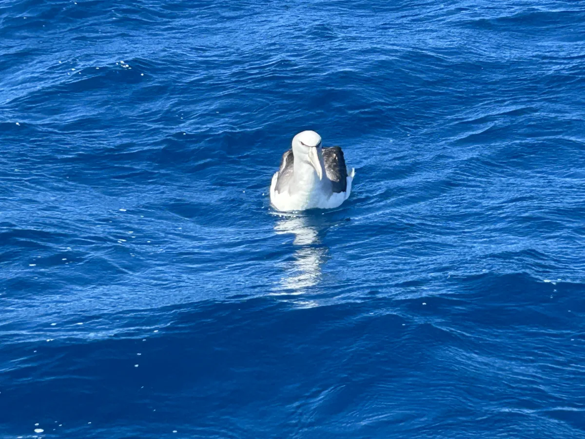 Kaikoura fishing charter albatross encounter