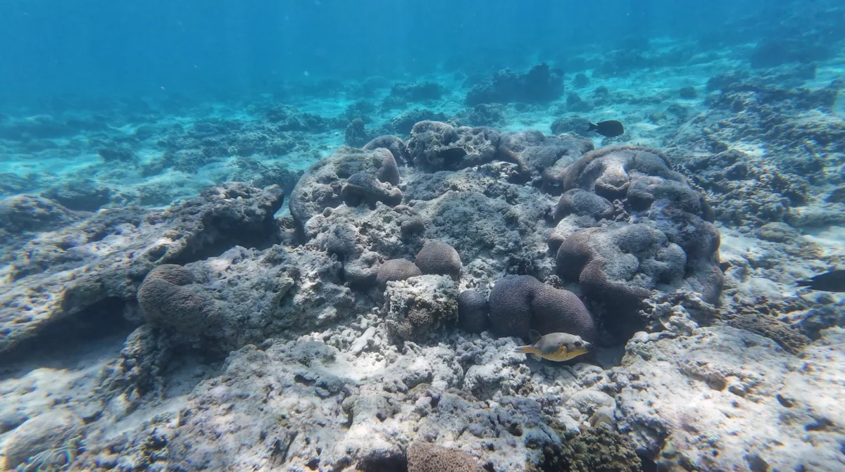 Gili Trawangan snorkeling North Beach