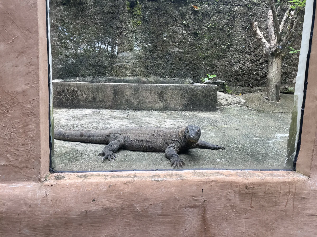 Komodo Dragon