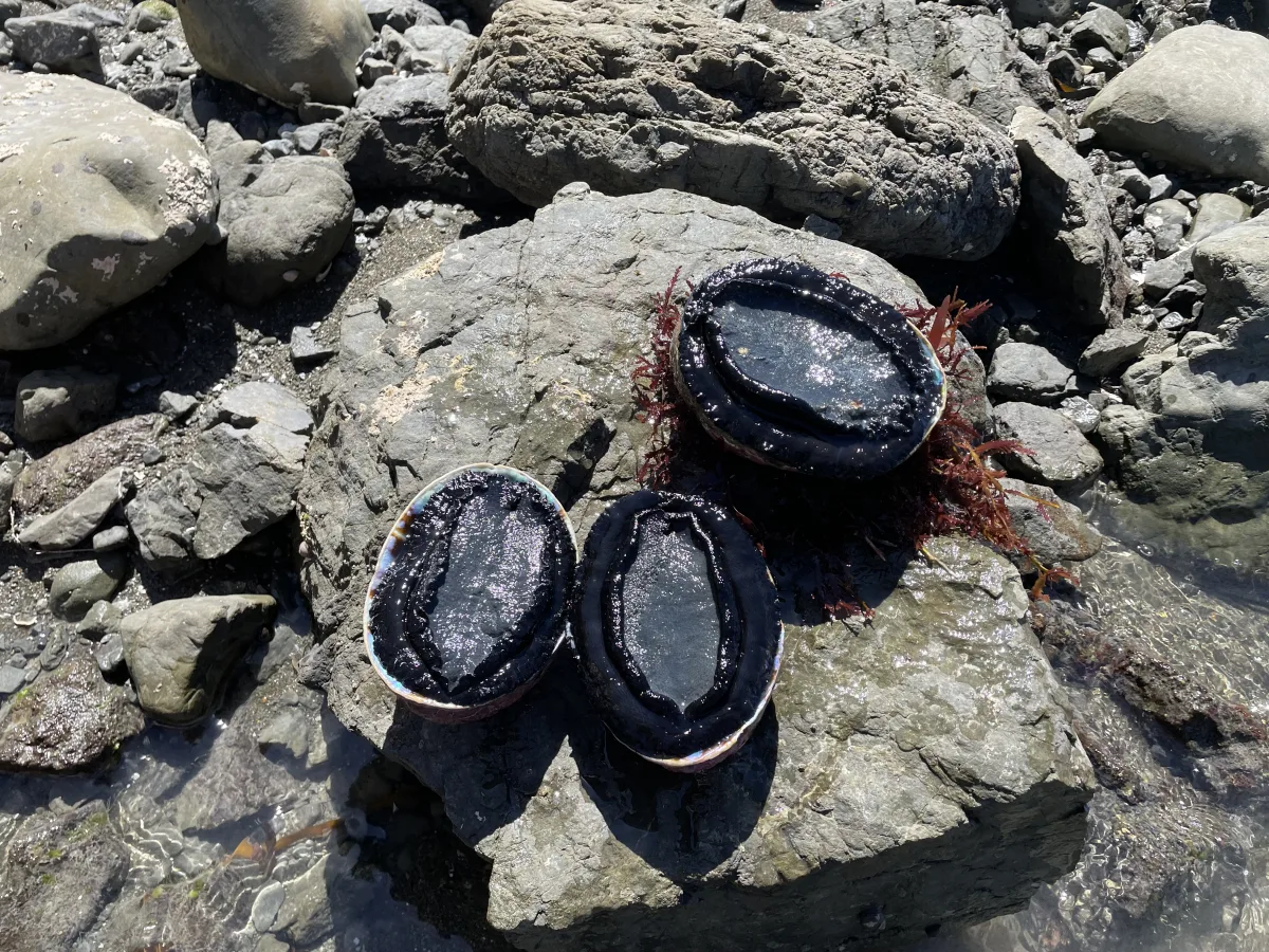 the Kaikoura Paua Rules:
Usually 3 paua per species per person per day