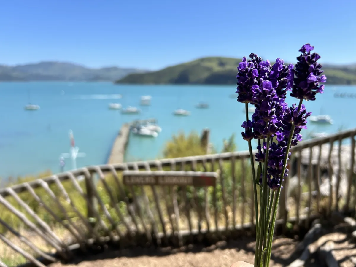 Is an Akaroa Day Trip Worth It? Yes, 100%
