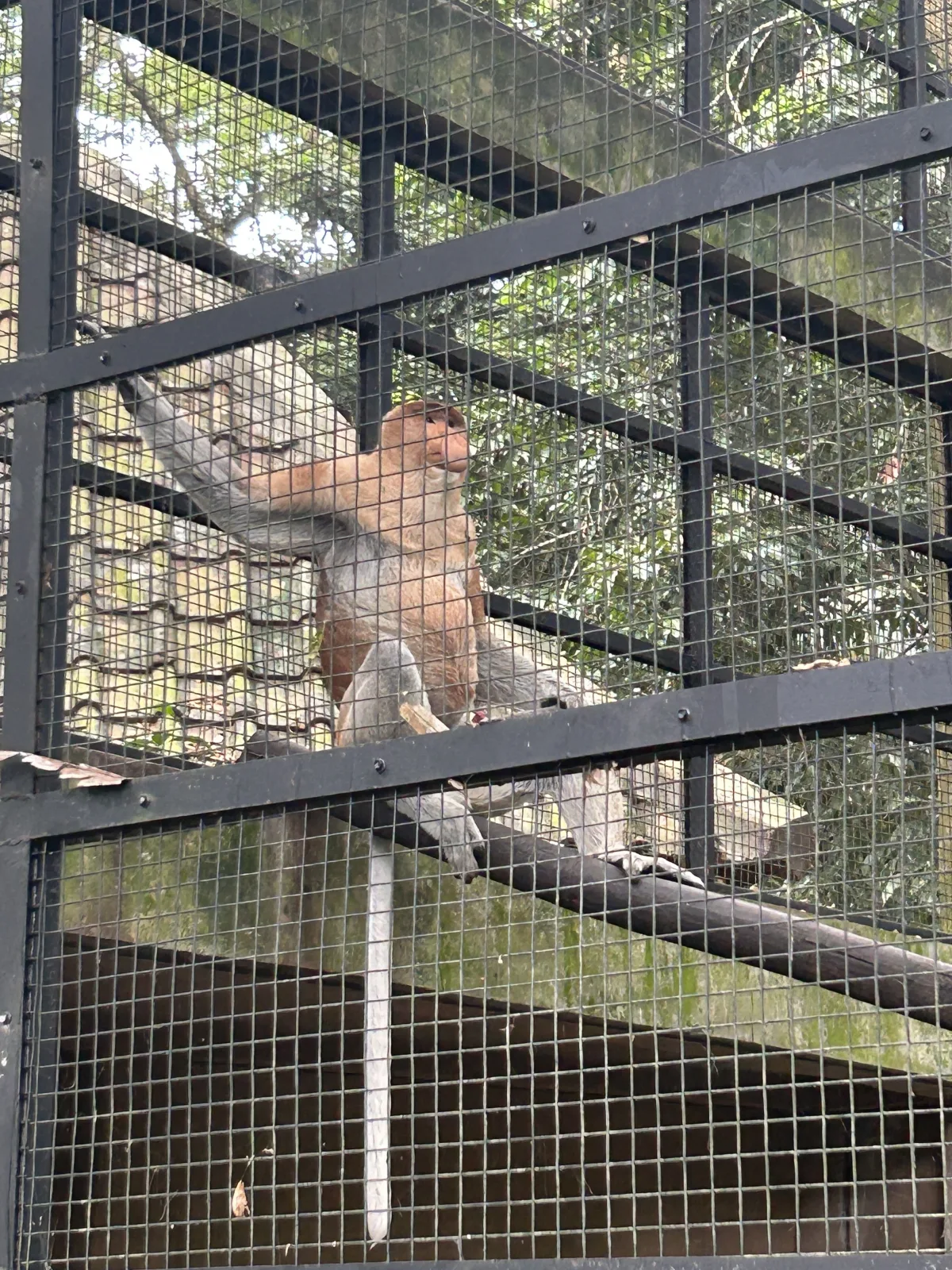 see a proboscis monkey