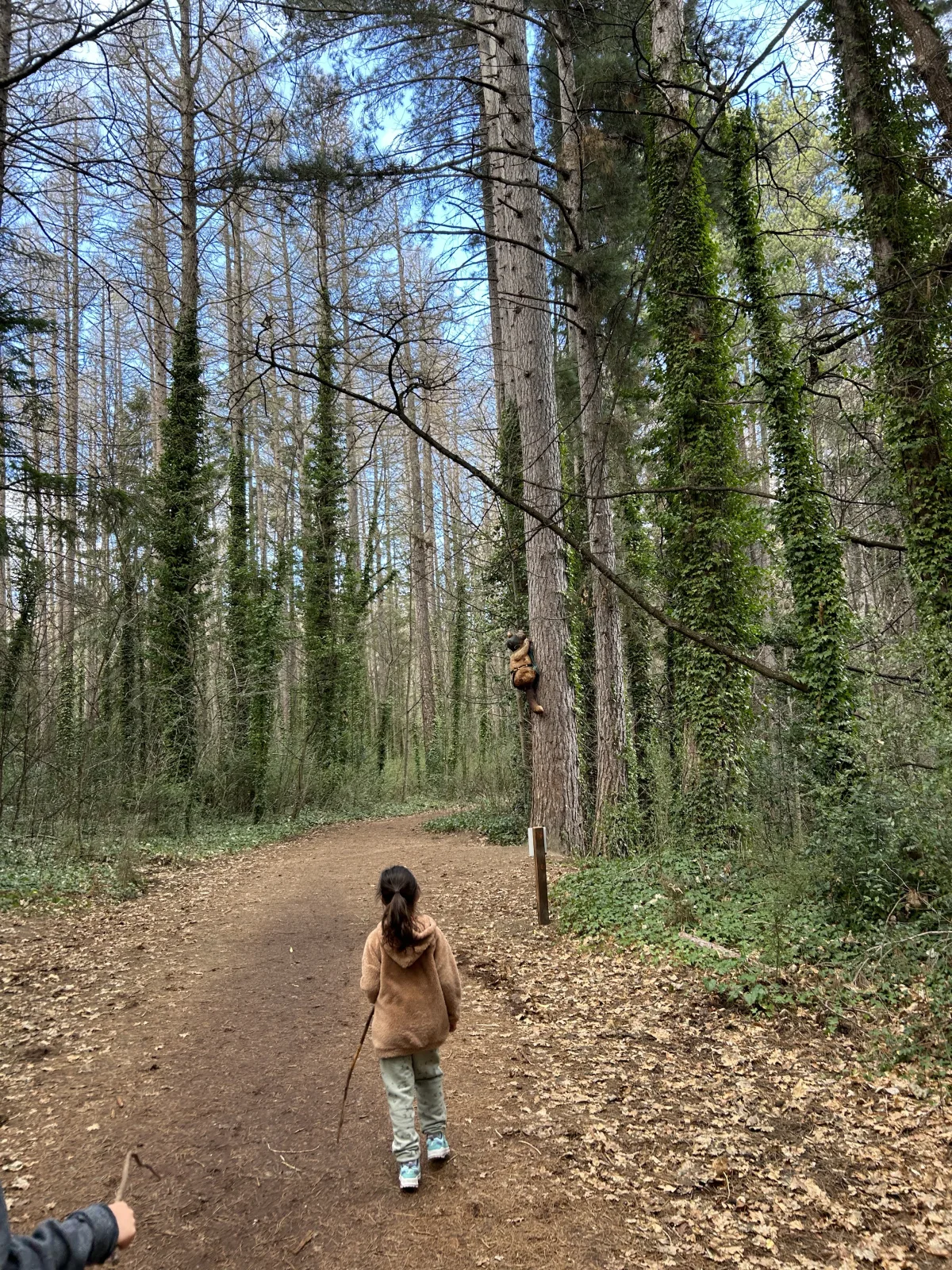 Hanmer Forest Sculpture Trail.