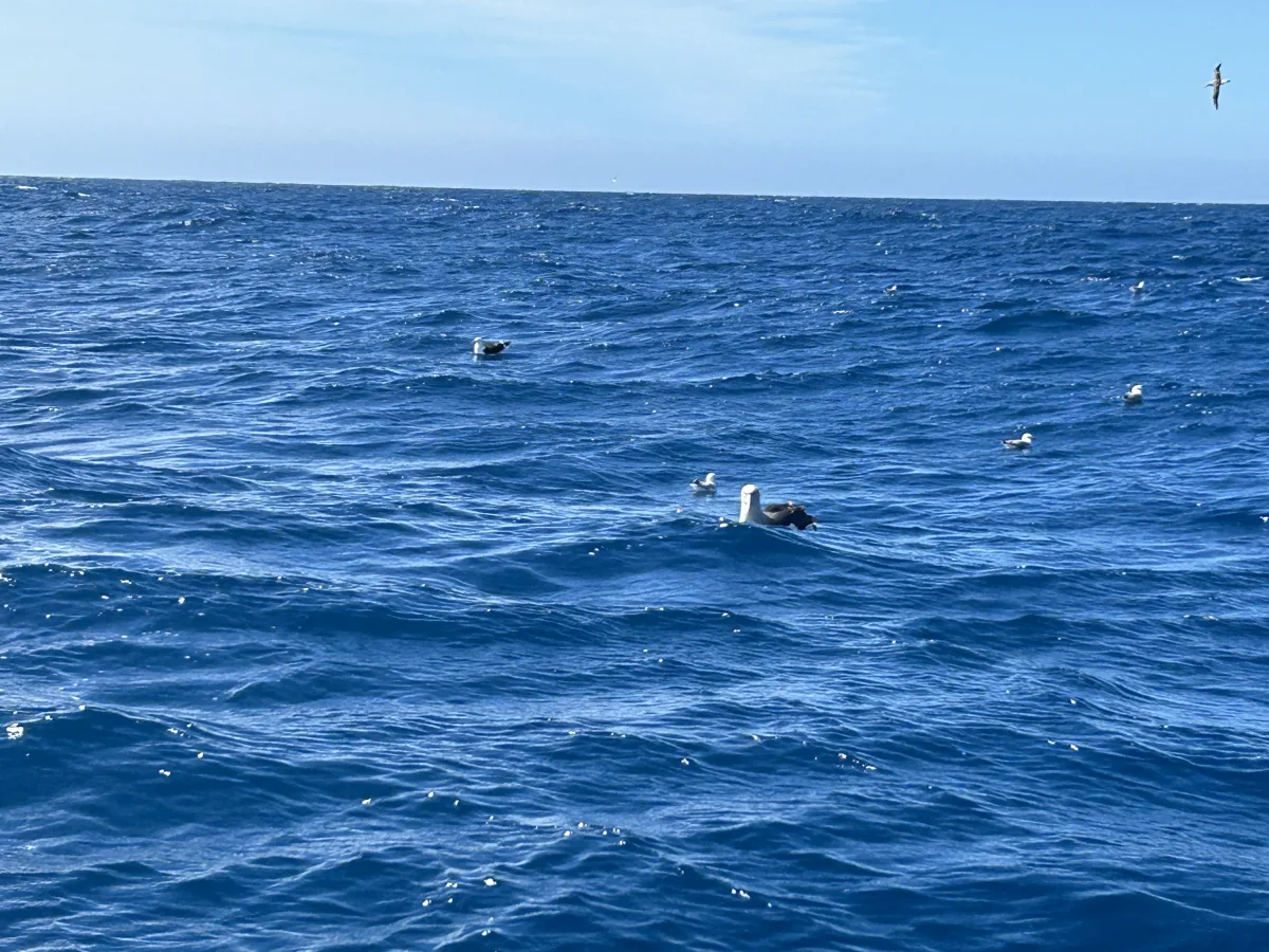 Kaikoura fishing charter albatross encounter