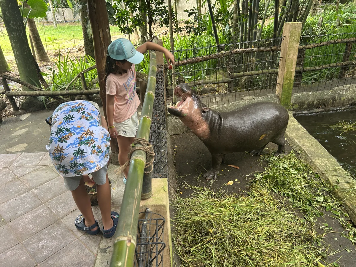 Feeding a baby hippo