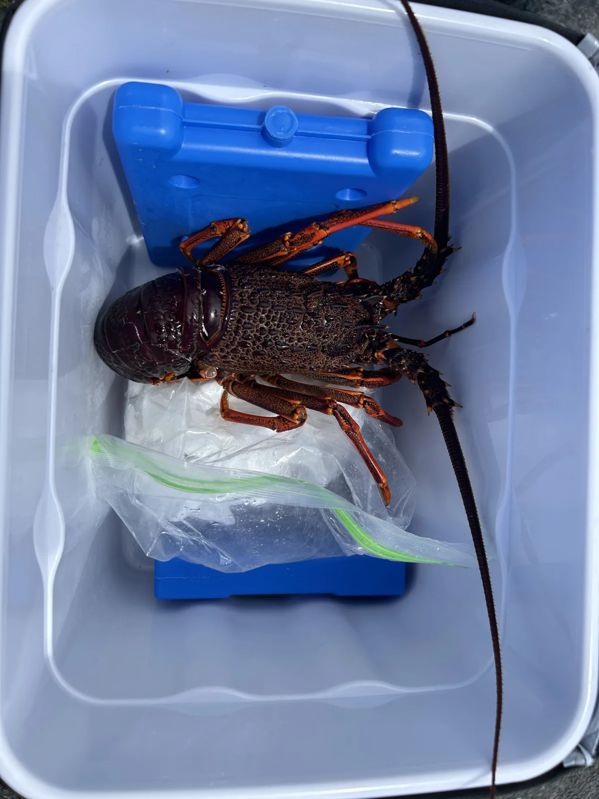 Kaikoura fishing charter catches: crayfish, blue cod, perch