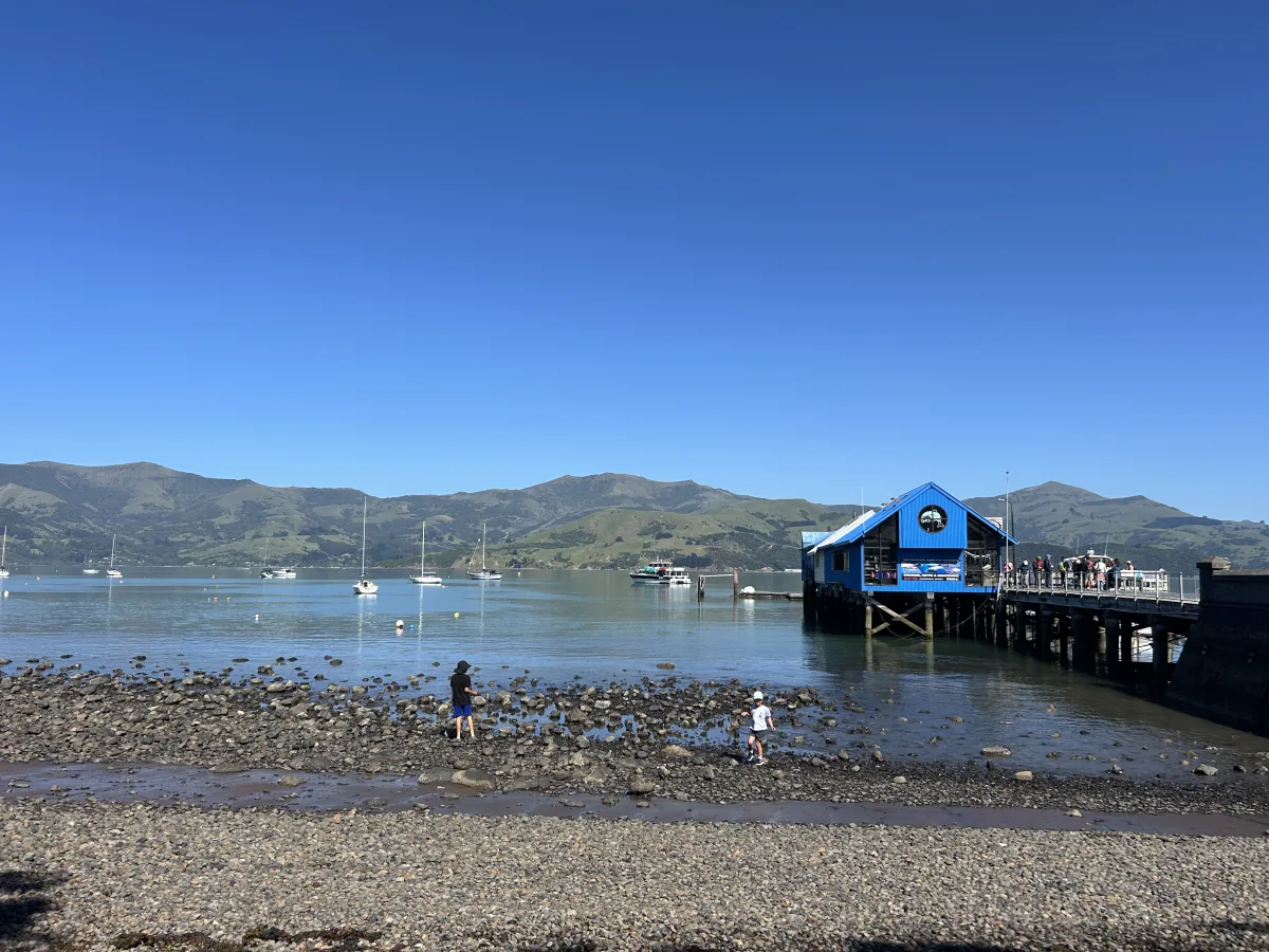 Morning Rock Pooling at the Akaroa Main Wharf