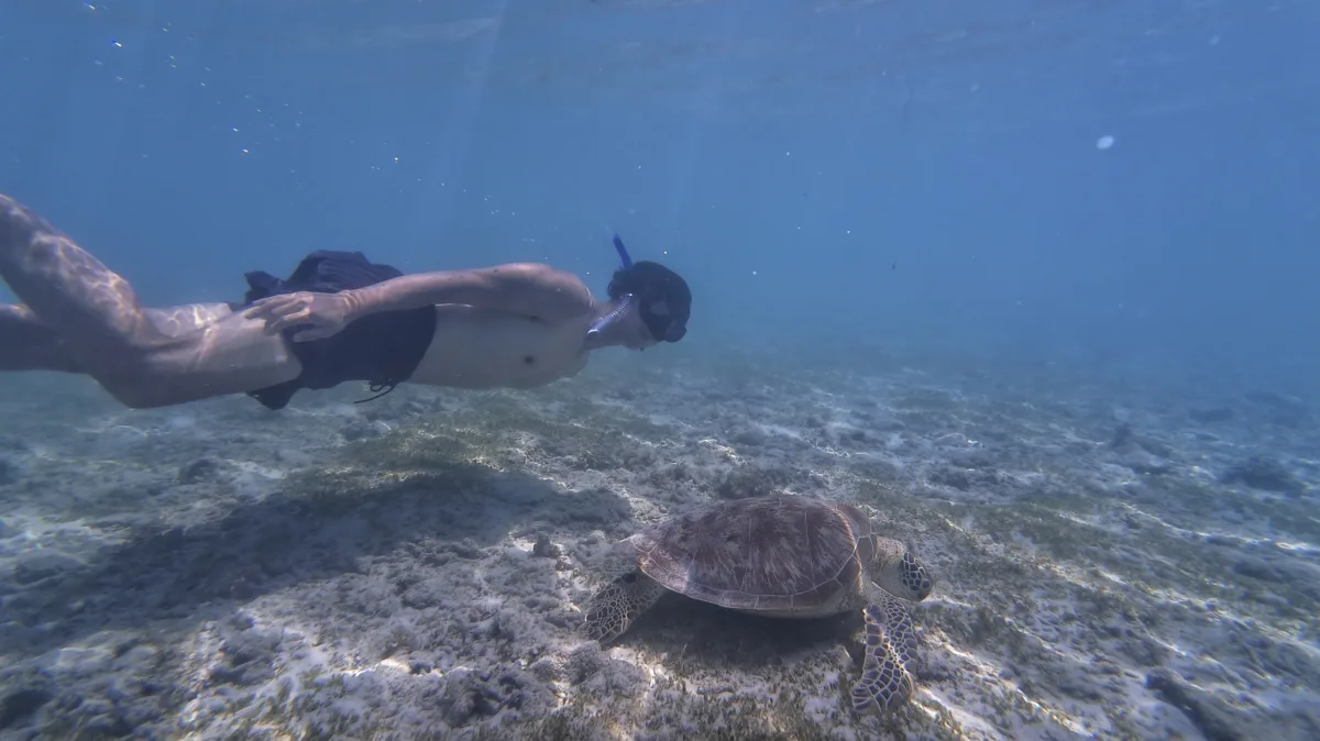 Gili Trawangan Snorkeling swimming with majestic sea turtles right off the beach