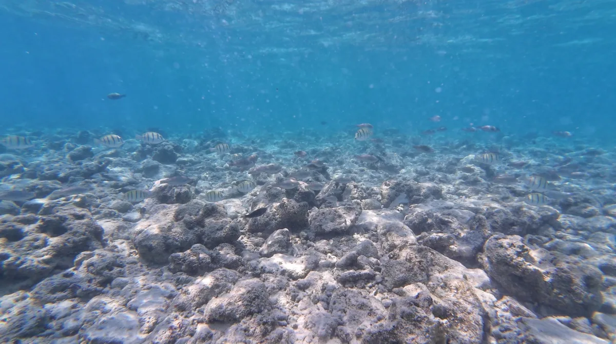 Gili Trawangan snorkeling North Beach