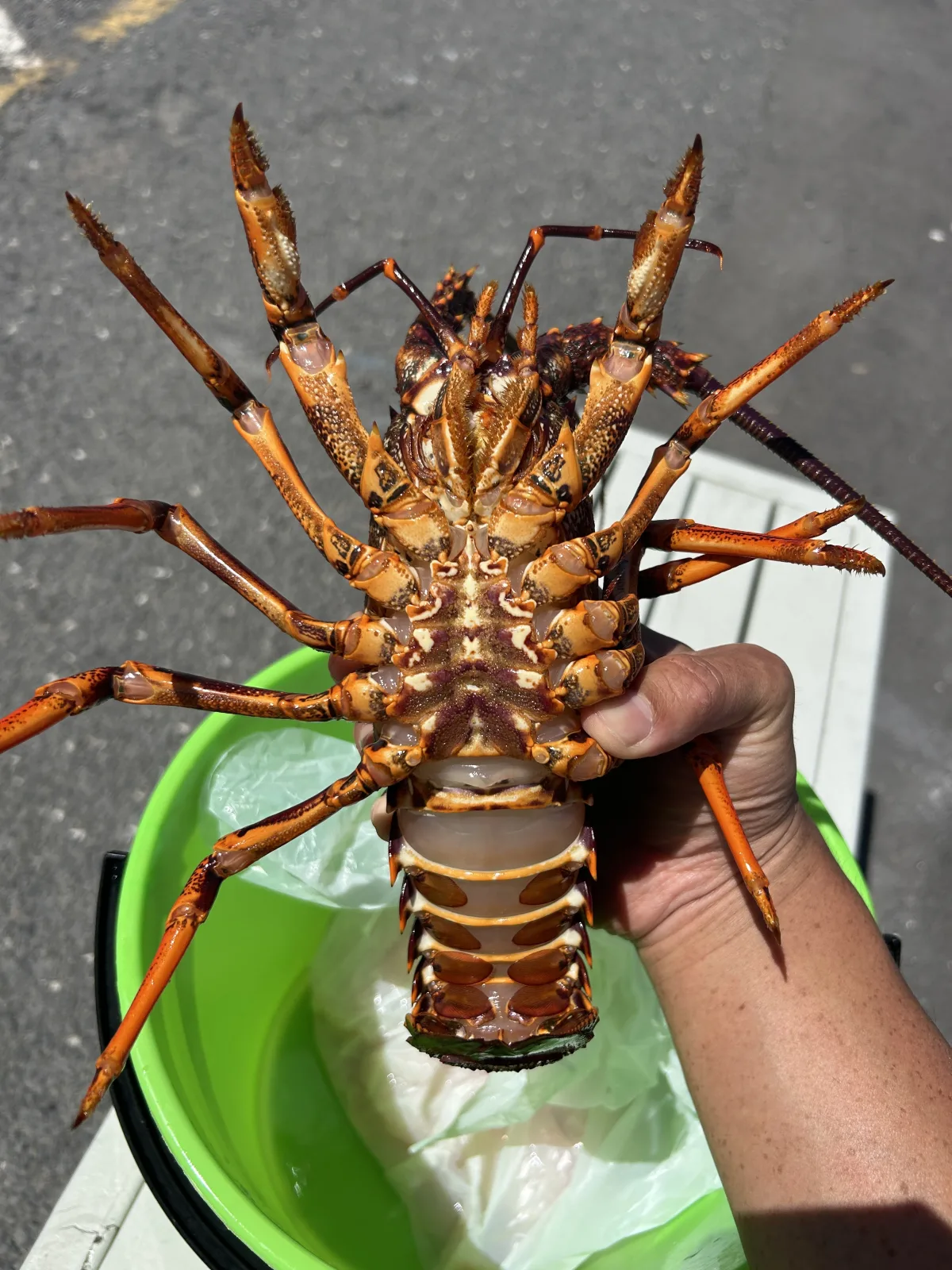 Kaikoura fishing charter catches: crayfish