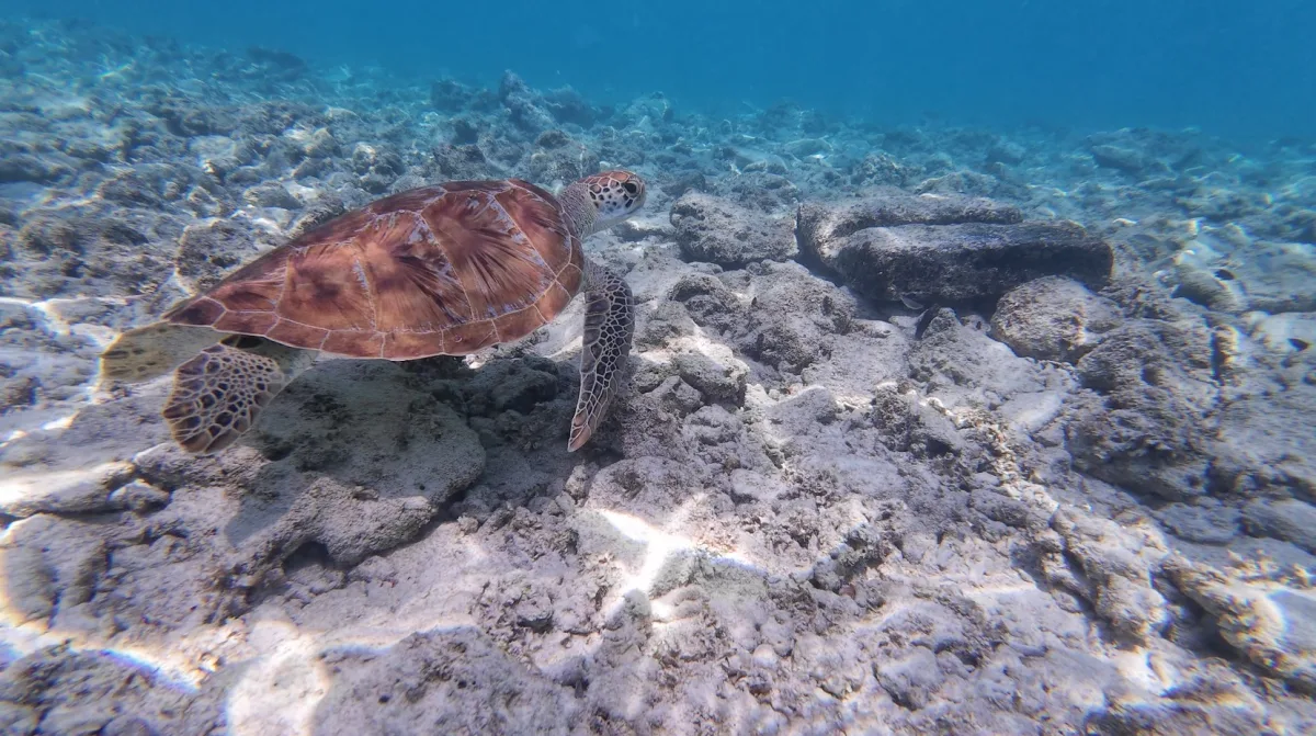Gili Trawangan East Beach Turtle Sightings