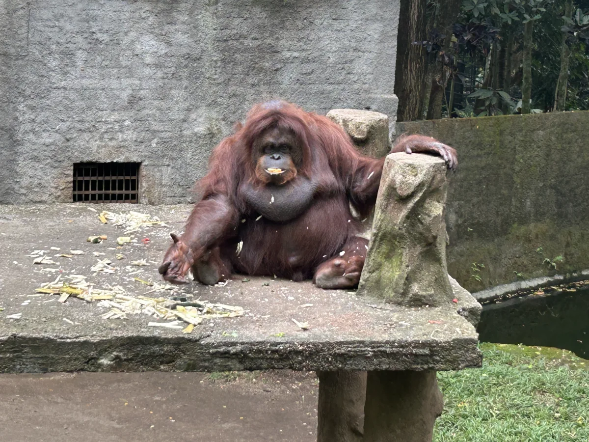 Orangutans