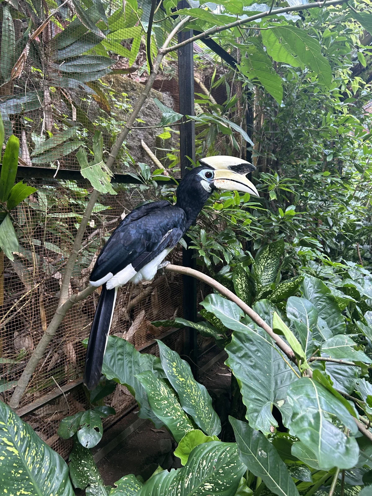 Black Hornbill
