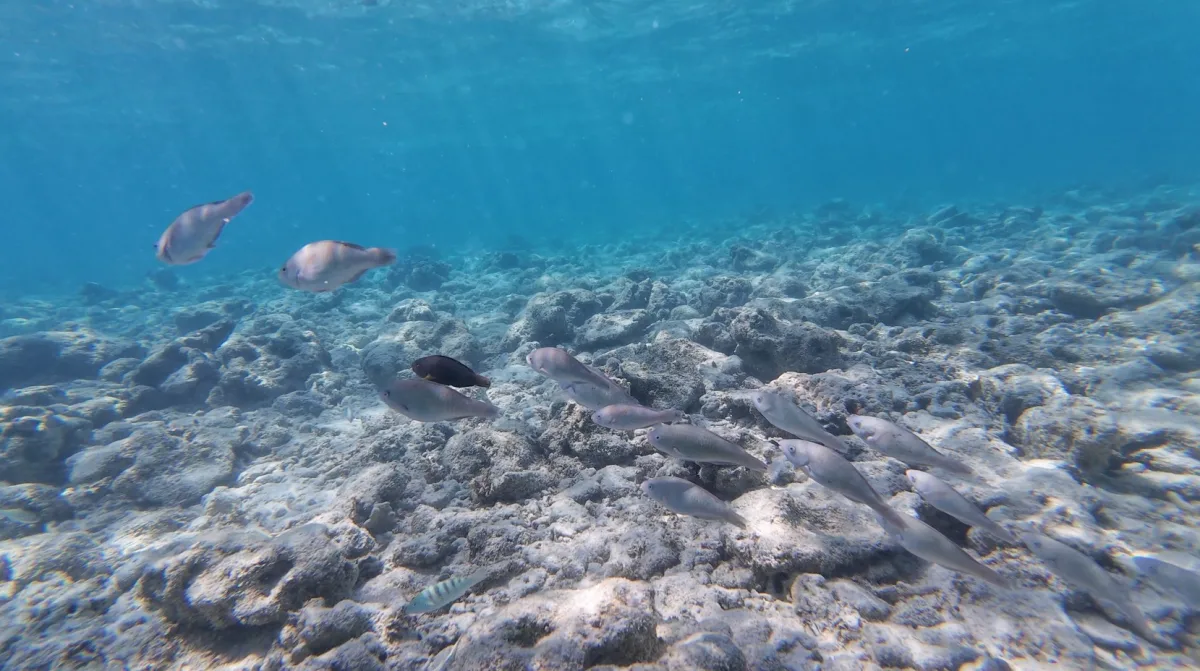 Gili Trawangan snorkeling North Beach