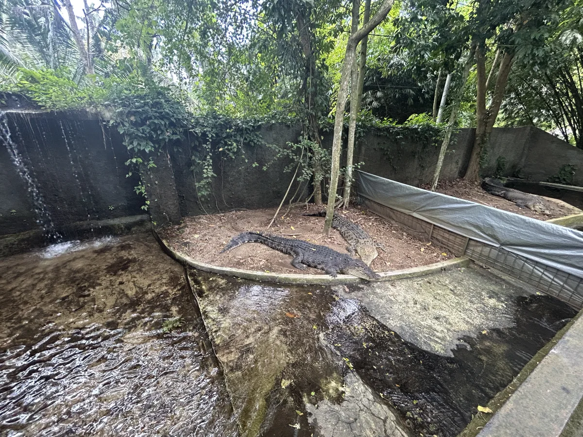 a great range, from babies to massive Australian saltwater crocodiles