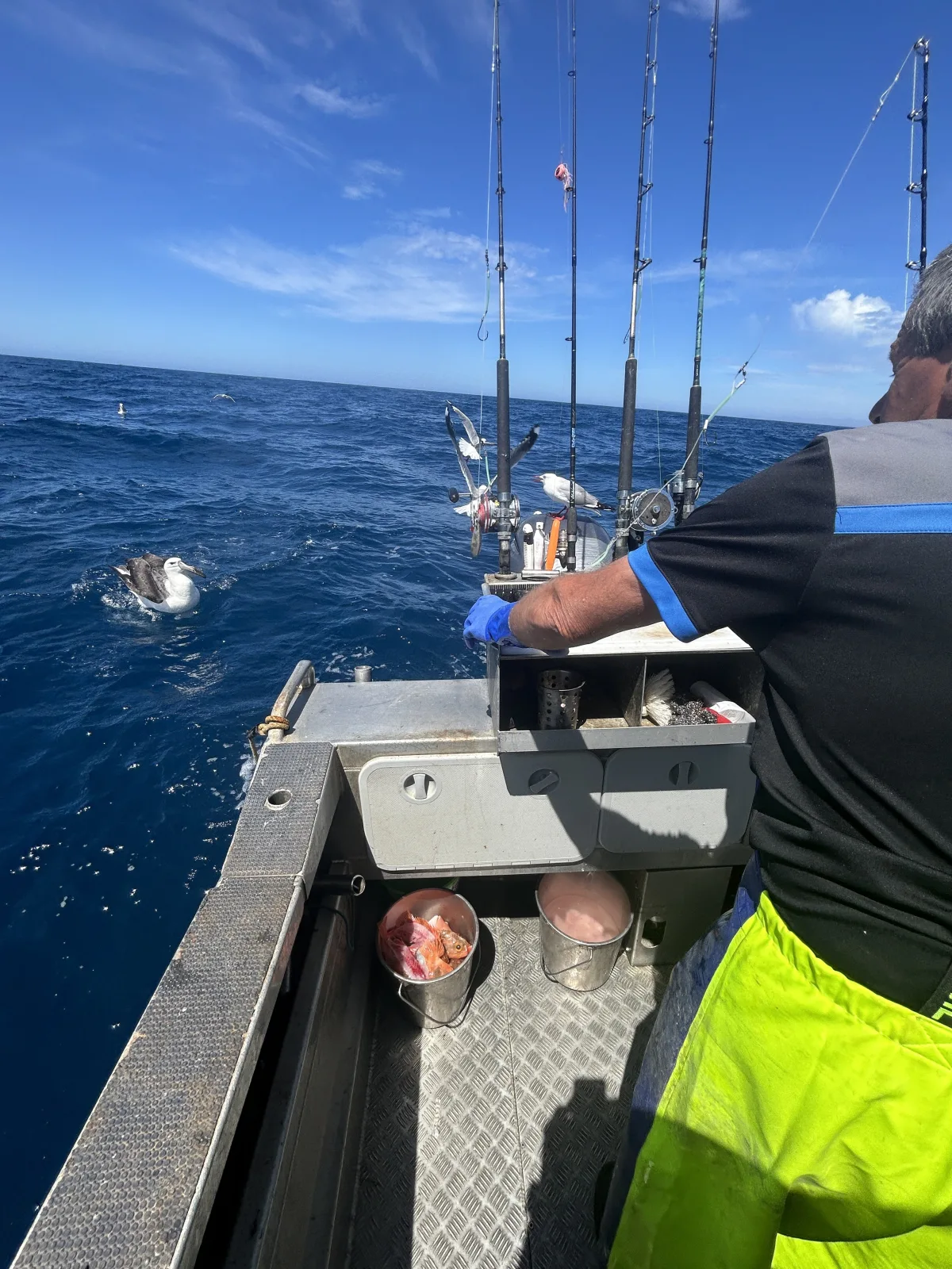 Kaikoura fishing charter albatross encounter