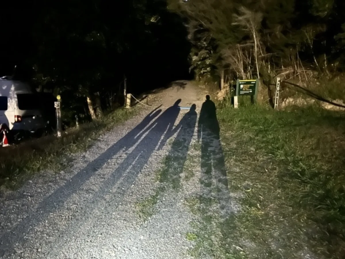 Free Glowworm Watching Momorangi Forest Experience