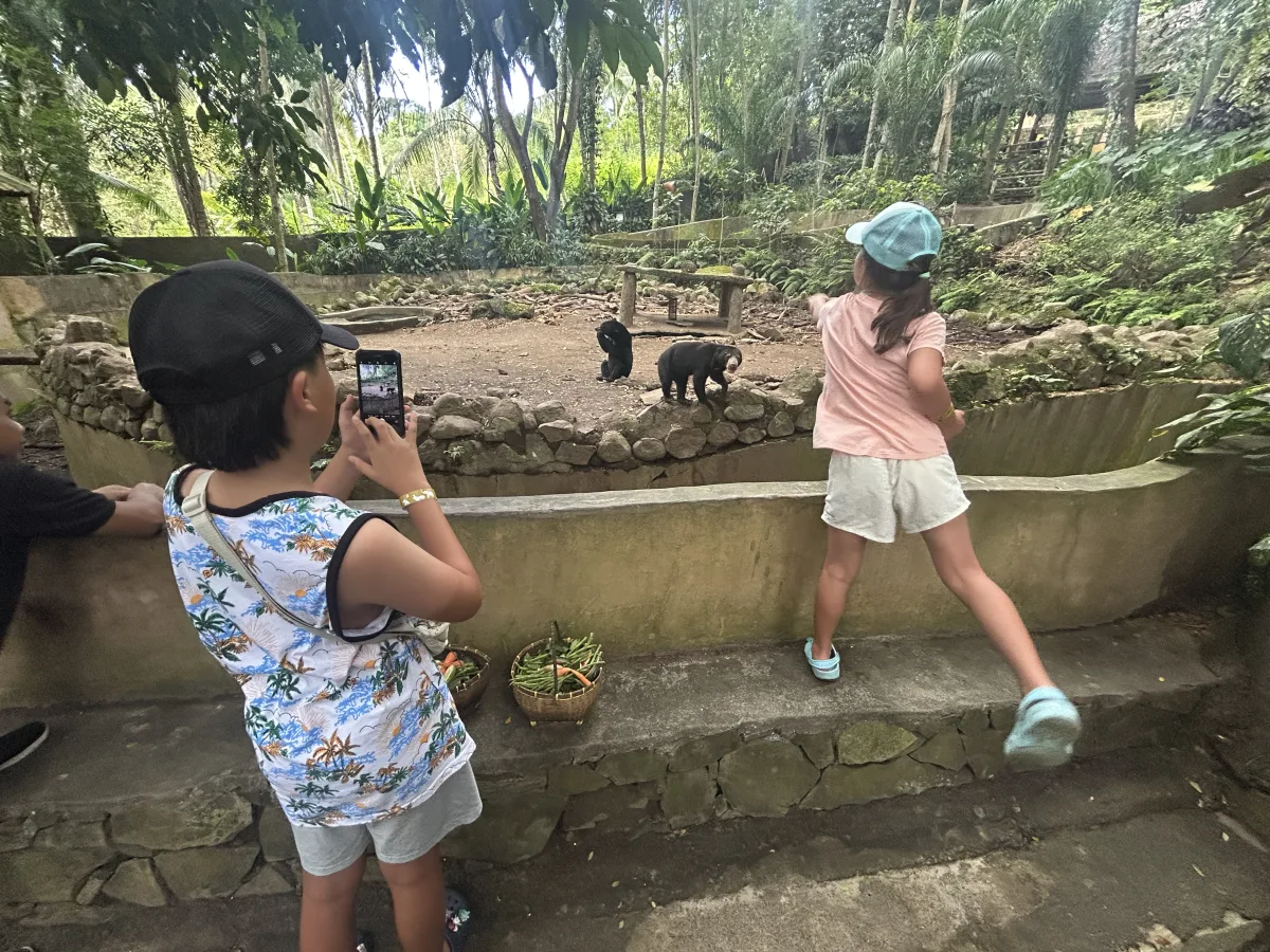 feeding the small, curious Indonesian sun bears