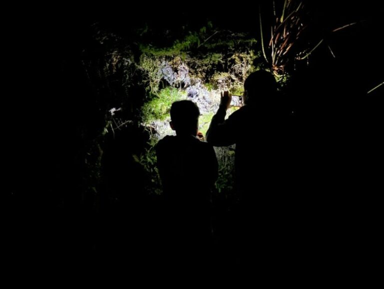 Free Glowworm Watching in New Zealand
