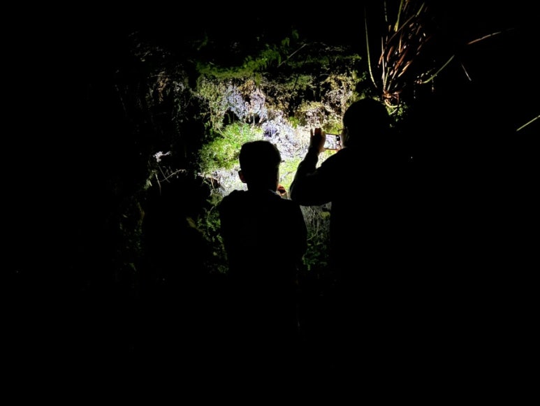 Free Glowworm Watching in New Zealand