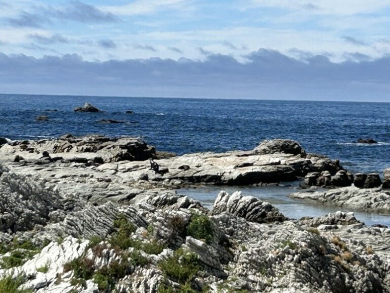Kaikoura Seal Colony