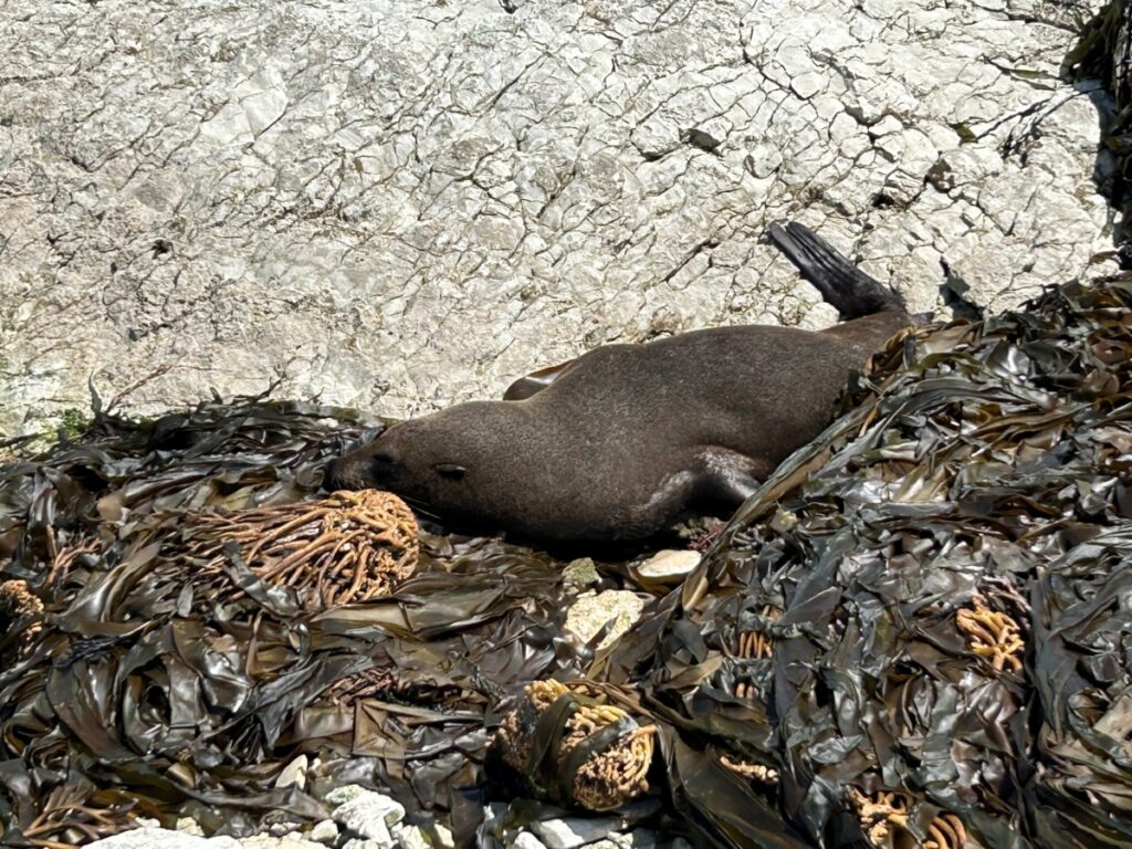 Must Do New Zealand seal colony