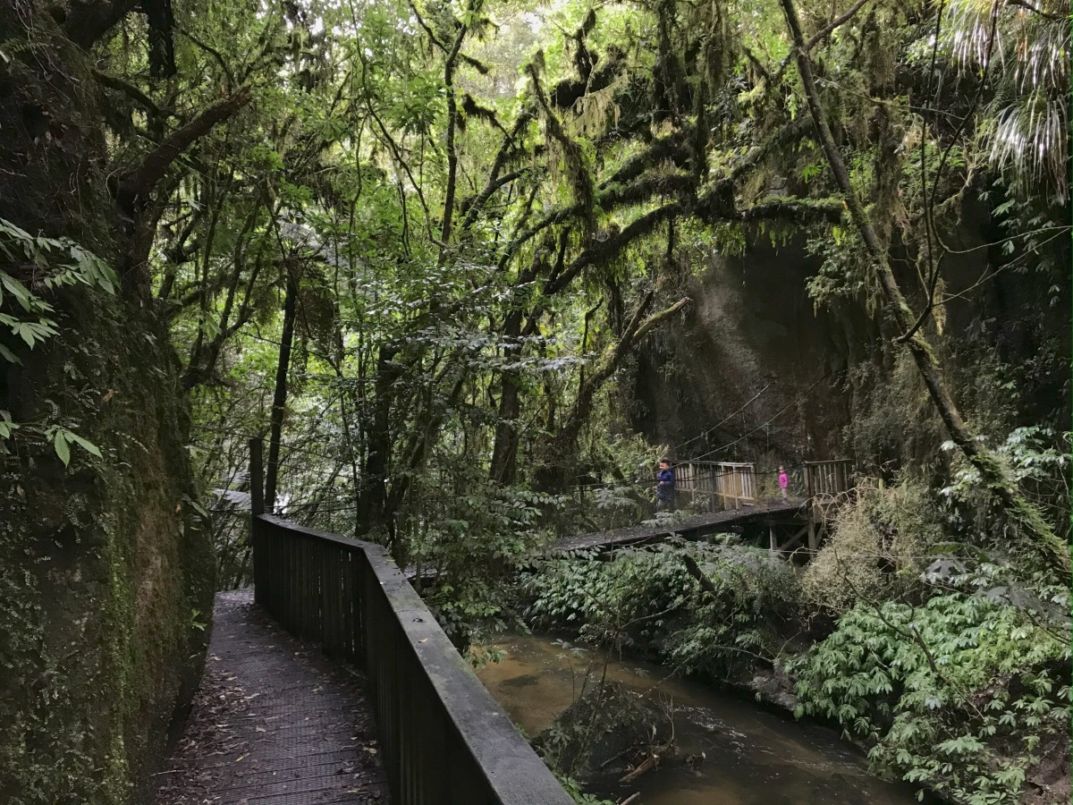 Is the Waitomo Glowworm Cave Tour Worth It for Families?