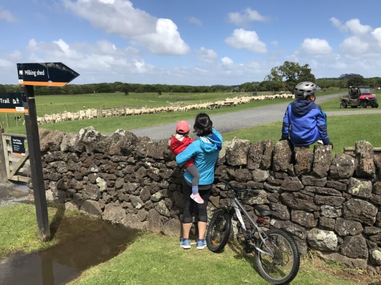 Auckland Hidden Gem: Ambury Park a sheepdog working