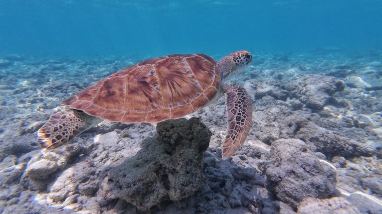 Gili Trawangan Snorkeling The Ultimate Guide to Finding Turtles
