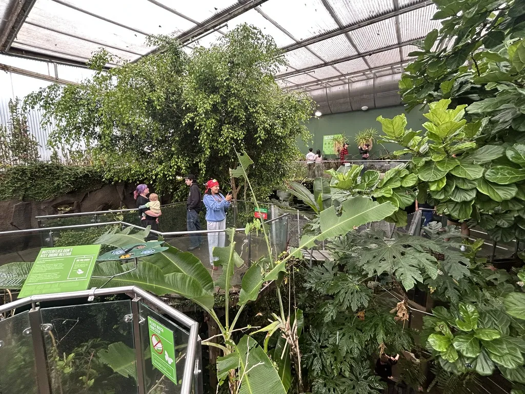 Wear bright colours or floral patterns. The butterflies will land on you. One landed on my kid's head and refused to leave for five minutes. 