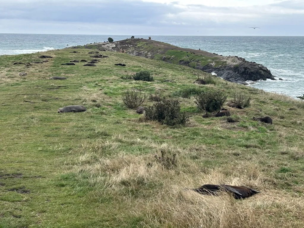 Wear portrait mode on your phone. The seals sit about 3–5 metres from the path, and the background cliffs make solid framing.
