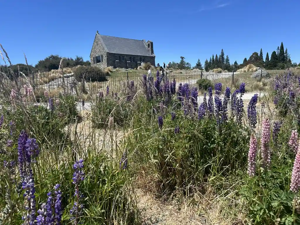 The Lupin Truth: the church lupins are real but modest. The photo took in 2025