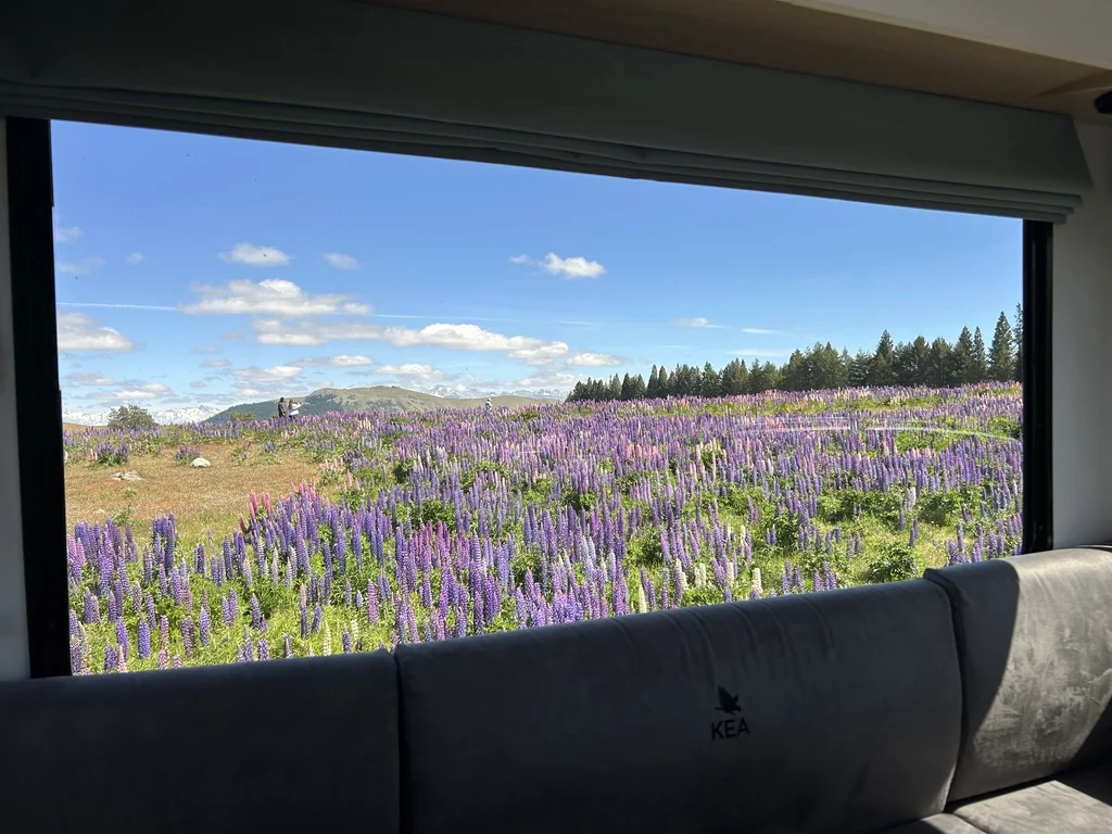 Lake Tekapo Lupins: The Best Lupin Spot Nobody Talks About