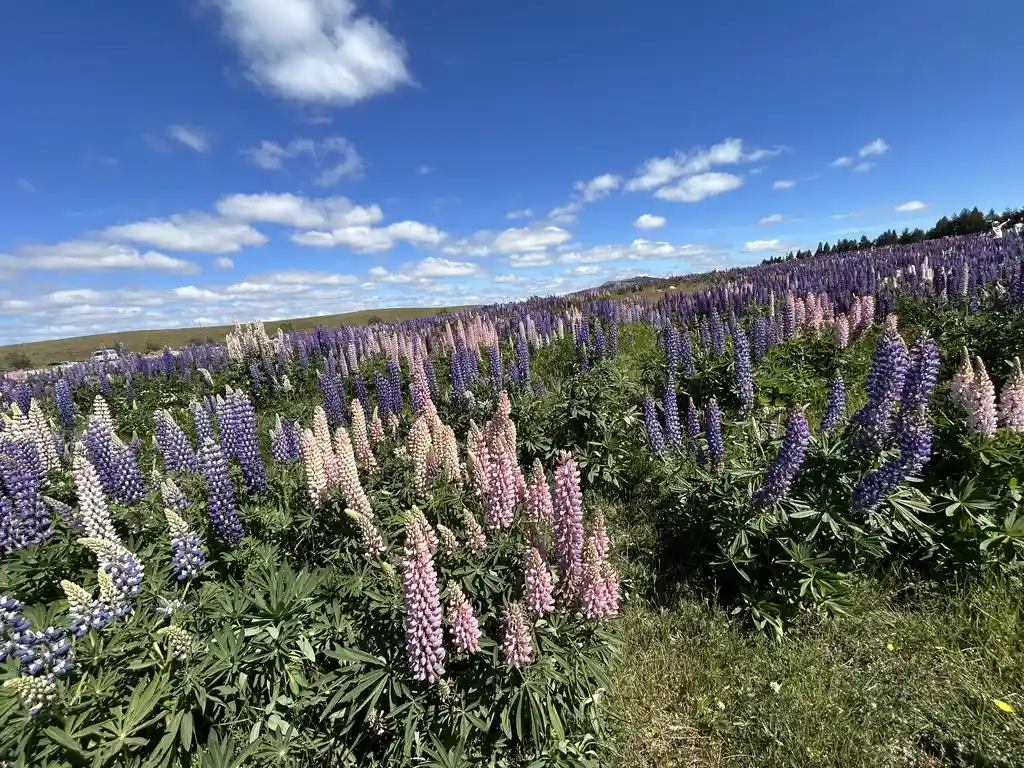 The Best Lupin Spot Nobody Talks About: Lake Tekapo Lupin Field.