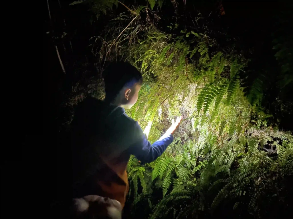 Fox Glacier free glow worms Minnehaha Walk New Zealand