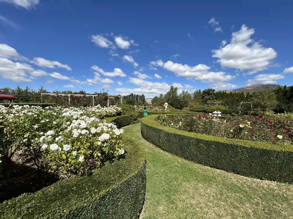 Rose garden at Jones Family Fruit Stall Cromwell — formal garden with white and red roses in full bloom, Central Otago hills in background