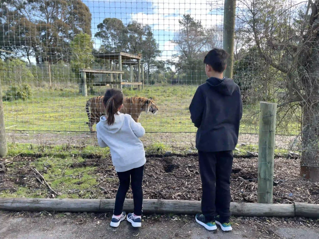 Orana Wildlife Park open-range zoo Christchurch Sumatran tigers. The smallest tiger subspecies, which is genuinely surprising up close. You expect "tiger" and get something noticeably smaller than the mental image. Still impressive, still a tiger.