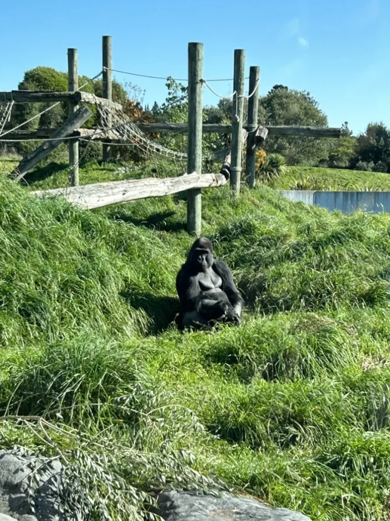 Orana Wildlife Park open-range zoo Christchurch — gorilla enclosure, New Zealand's only gorillas