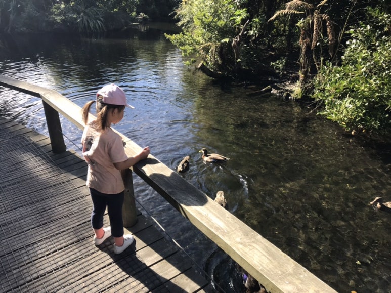 Willowbank Wildlife Reserve Christchurch feeding ducks and pukeko in a pond