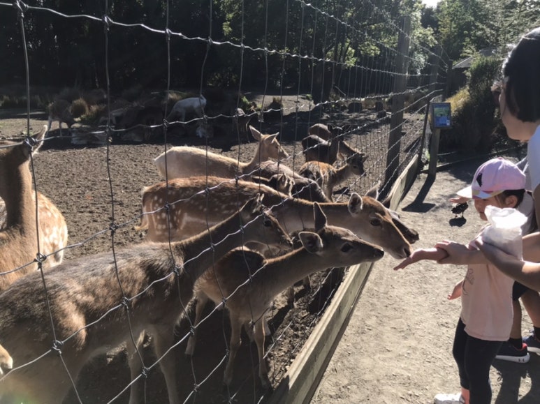 Willowbank vs Orana Park: Which Christchurch Zoo Is Right for Your Kids?