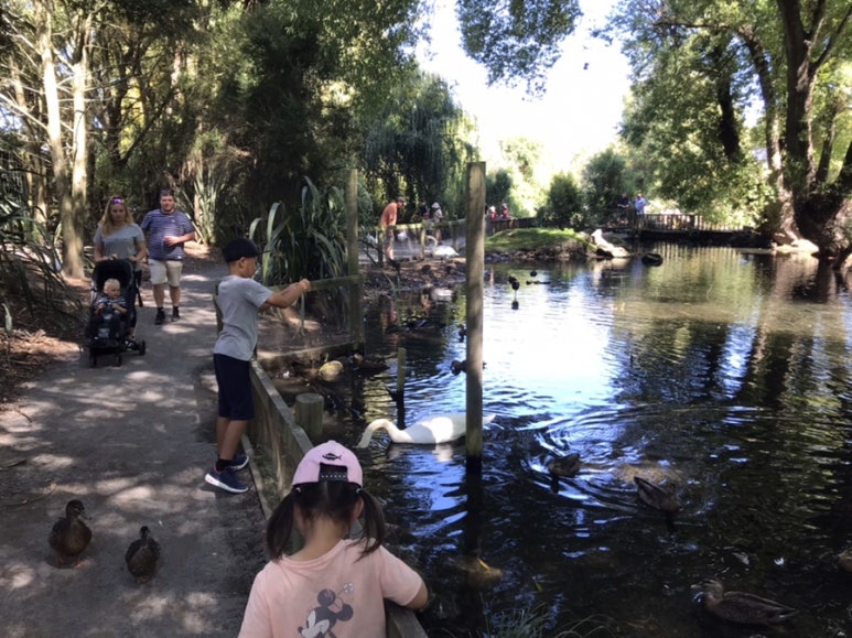 Willowbank Wildlife Reserve Christchurch feeding ducks and pukeko in a pond