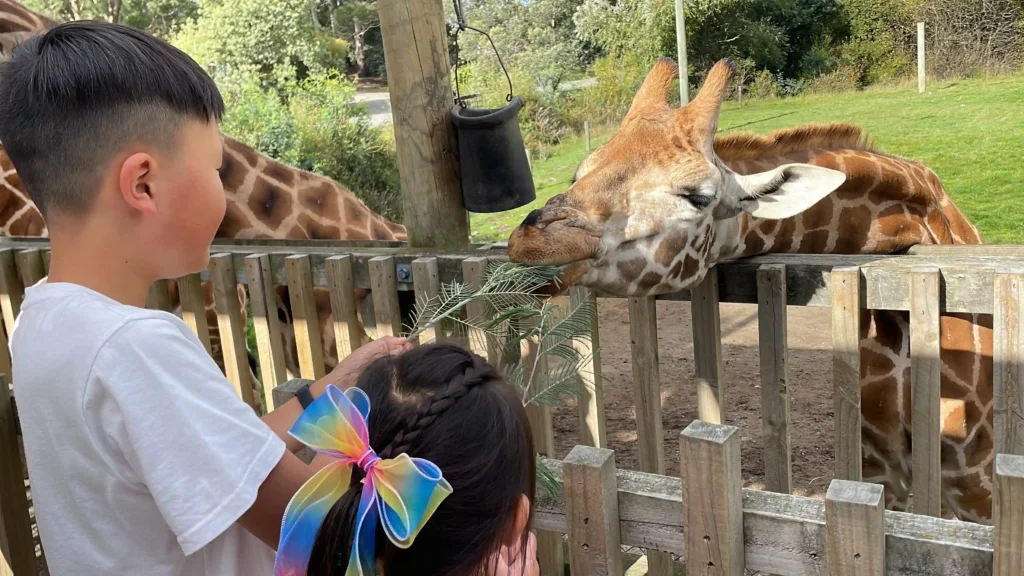 Orana Wildlife Park open-range zoo Christchurch Giraffe feeding.