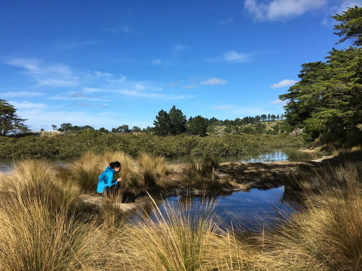 Auckland hike Stillwater - Okura Bush Walkway