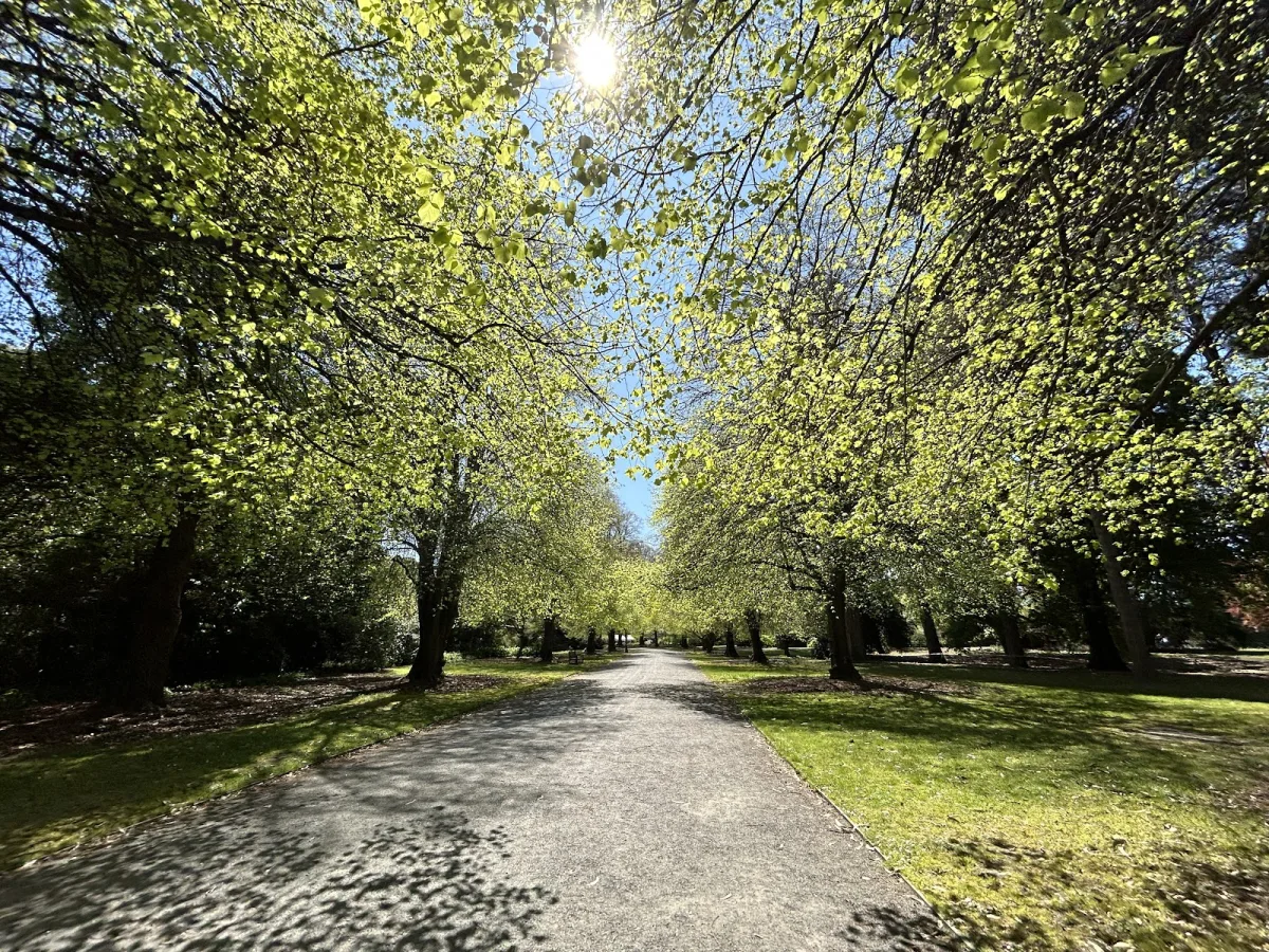 Christchurch Hagley park in spring