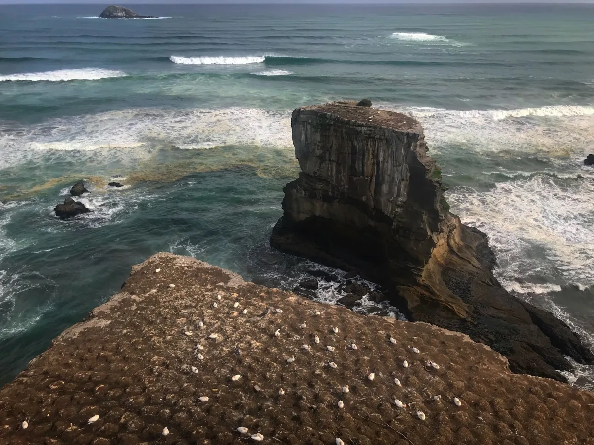 Auckland hike Muriwai gannet colony lookout